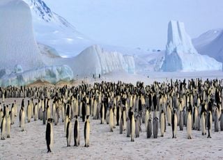 Le climat mondial dépend...du caca de manchots. Et ce n'est pas une blague !