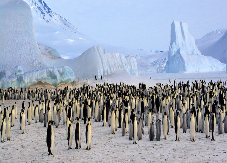 Le climat mondial dépend...du caca de manchots. Et ce n'est pas une blague !