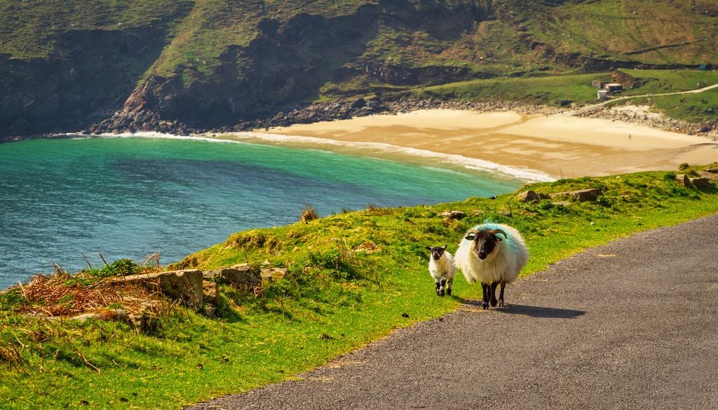 Plage et mouton en Irlande, dans le comté de Mayo. Plage et mouton en Irlande, dans le comté de Mayo.