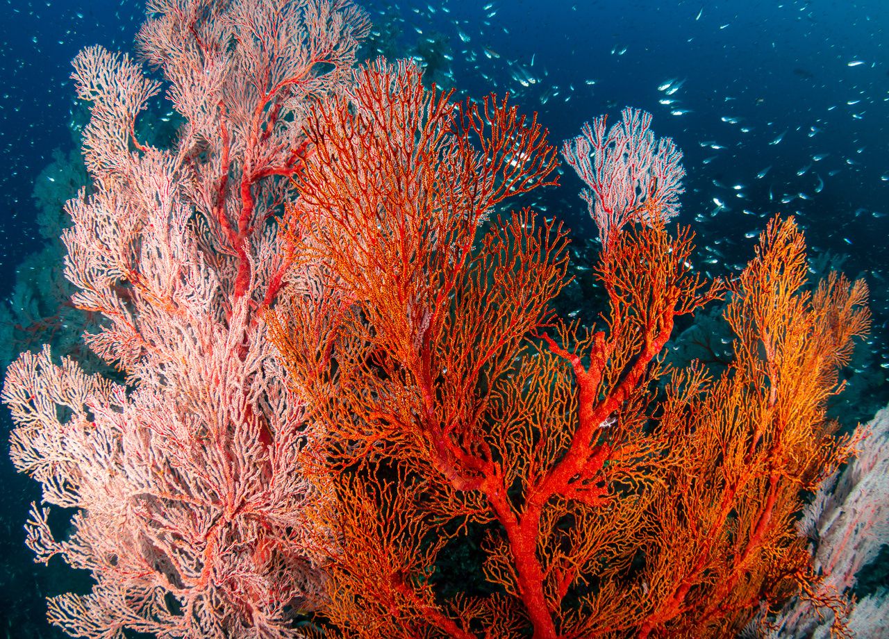 Alert !  Coral decimated by new disease in Thailand