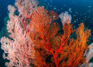 Alerte ! Le corail décimé par une nouvelle maladie en Thaïlande