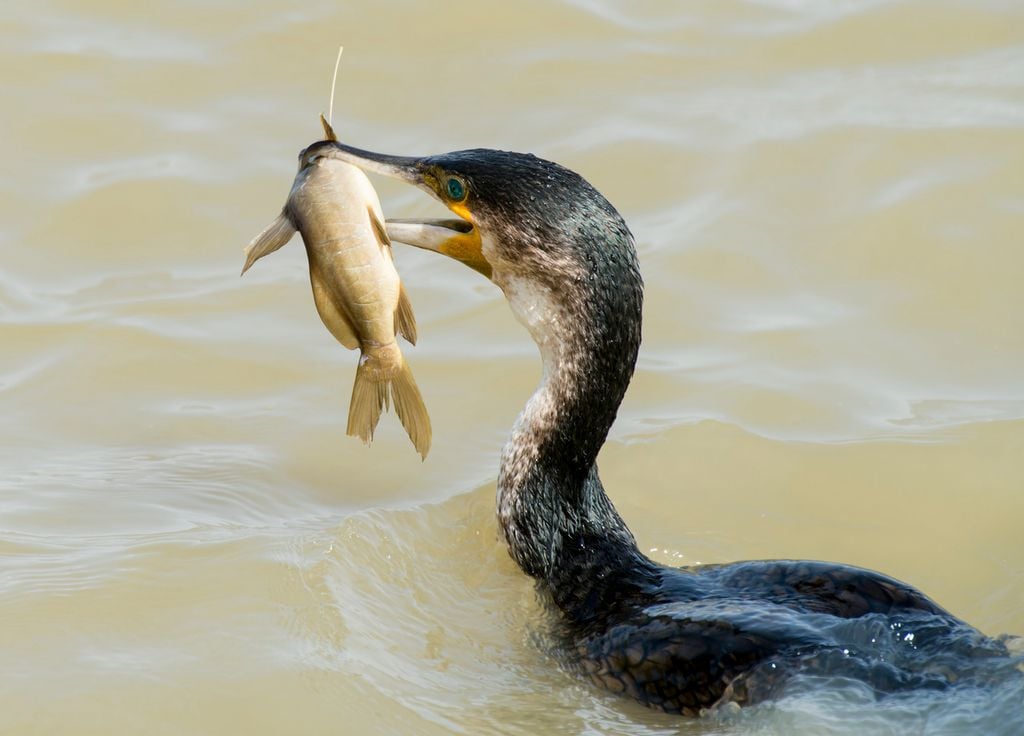Cormoran poisson Cormoran poisson