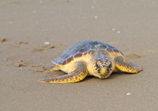 Le coste italiane si confermano "culla" della tartaruga marina Caretta caretta: nel 2025 nuovo record di nidificazioni