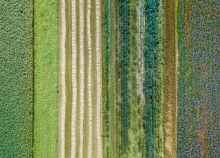 Le couvert végétal, est-ce une bonne idée au potager ? 