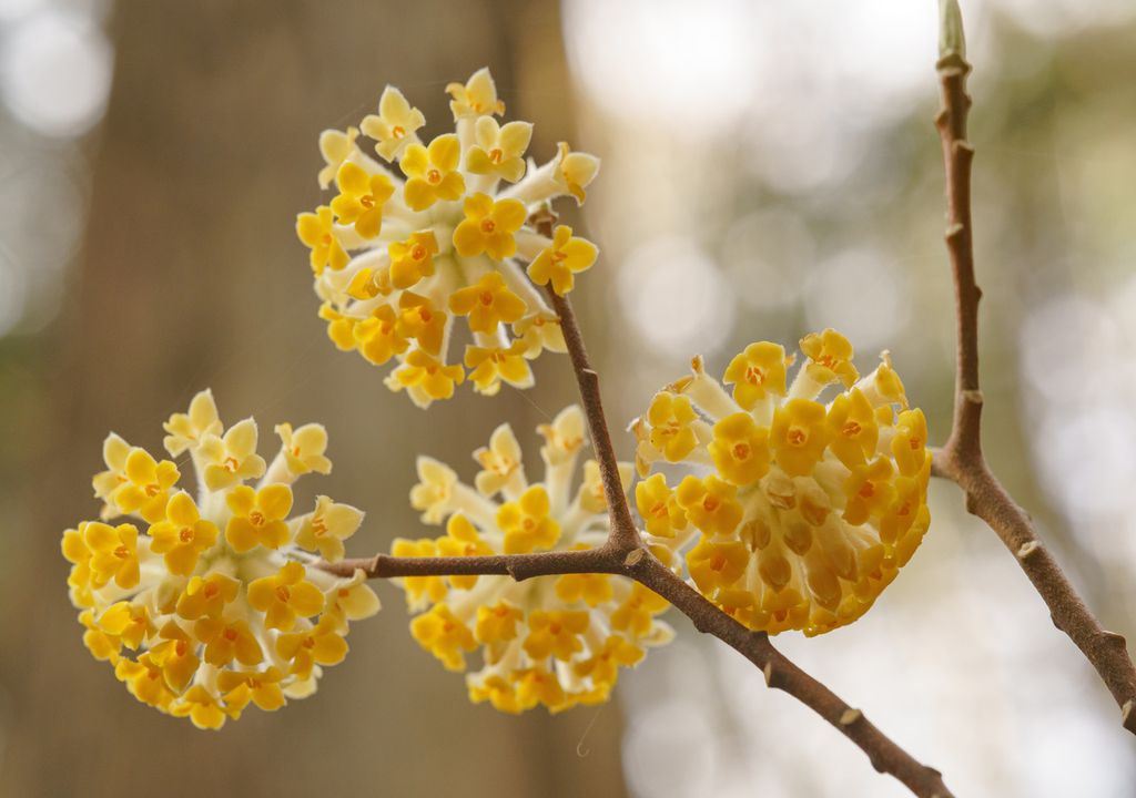 bastone san giuseppe