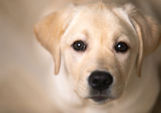 ¿Le hablas a tu perro? La ciencia descubrió cómo hacerlo para que te entienda