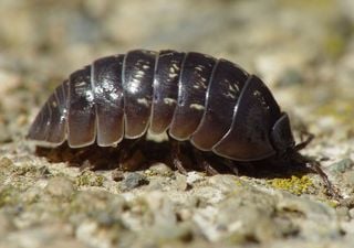 As incríveis capacidades de limpeza do 'porco da terra', o único crustáceo que vive em terra