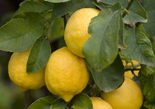 La storia e le caratteristiche del limone interdonato, eccellenza della produzione agricola siciliana