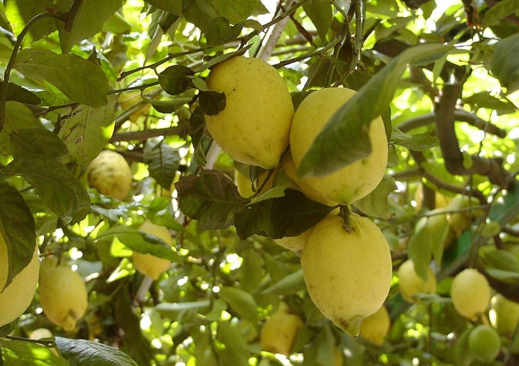 limone
