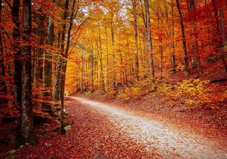 La meraviglia dei boschi in autunno, ecco i benefici del foliage per il corpo e la mente