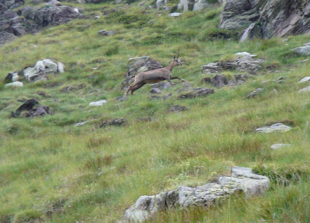 Observation d'un chamois dans les Alpes.