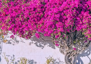 Las mejores plantas trepadoras para terrazas: resistentes, fragantes y fáciles de cuidar