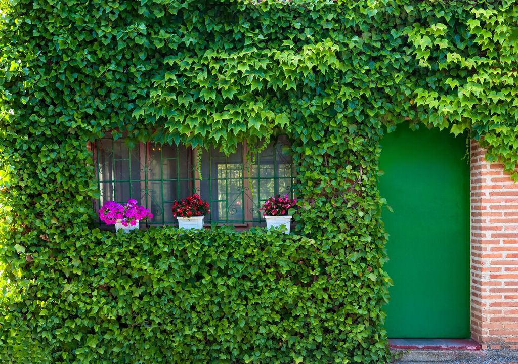 plantas trepadoras plantas trepadoras