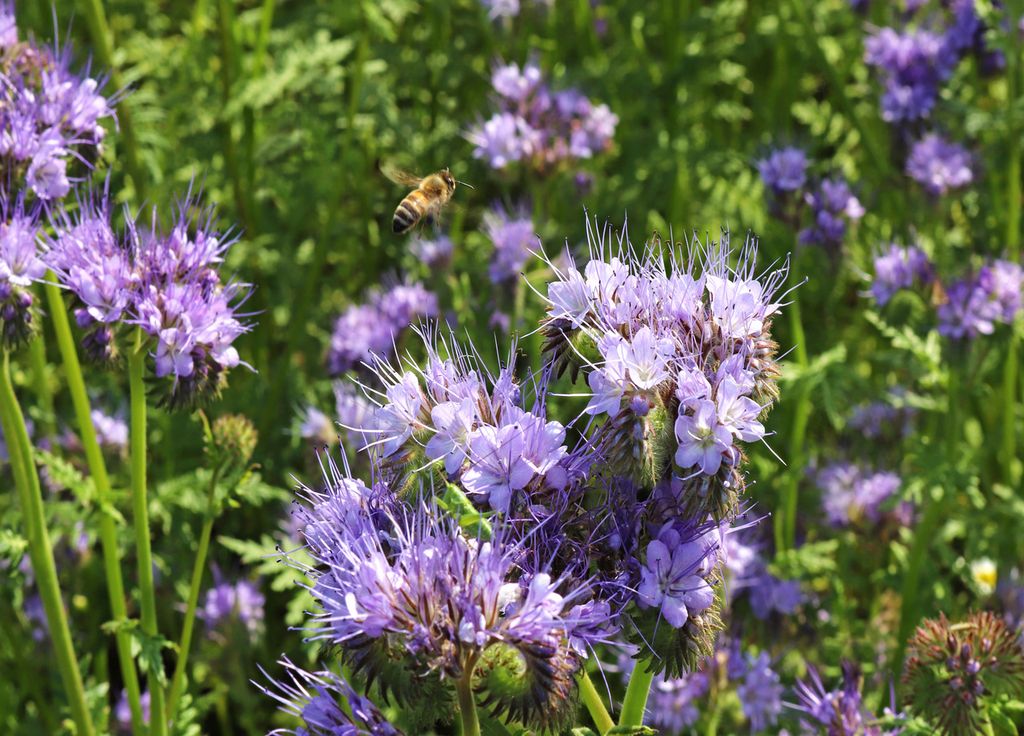 La phacélie est une des plantes que l'on peut semer durant l'été et qui se développera progressivement.