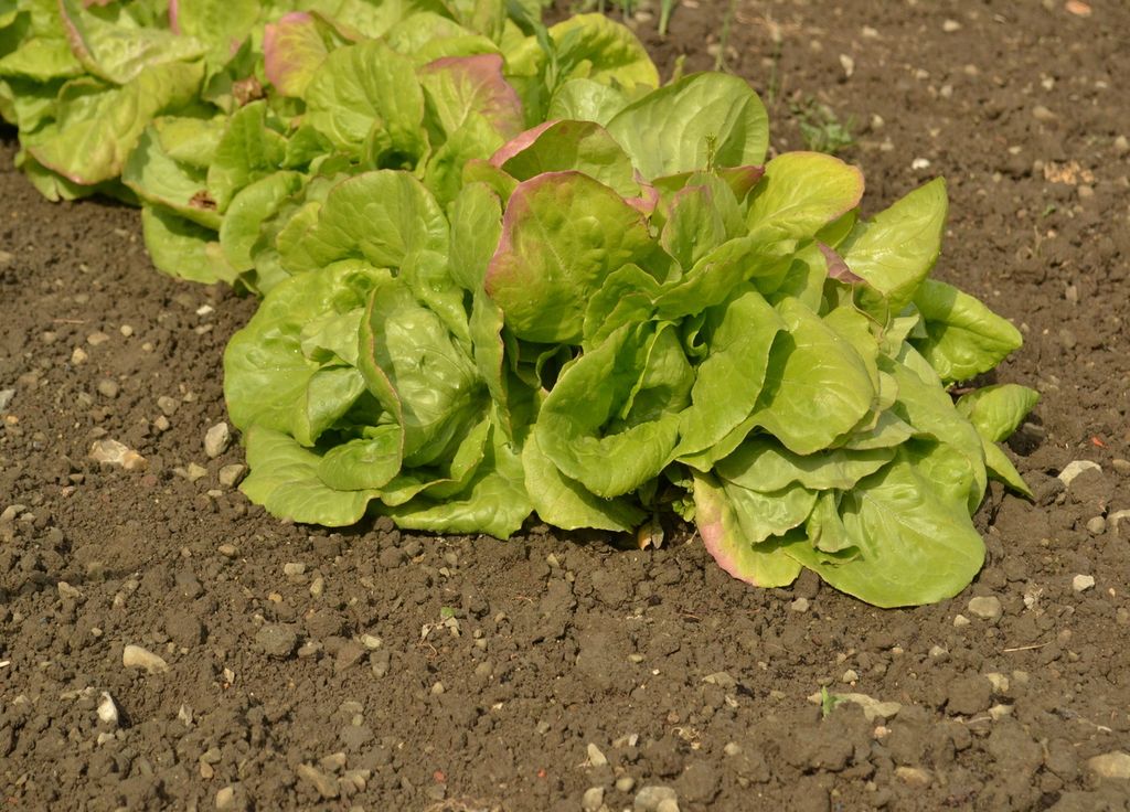 Les salades vont se développer durant l'été avant une récolte en début d'automne. Les salades vont se développer durant l'été avant une récolte en début d'automne.