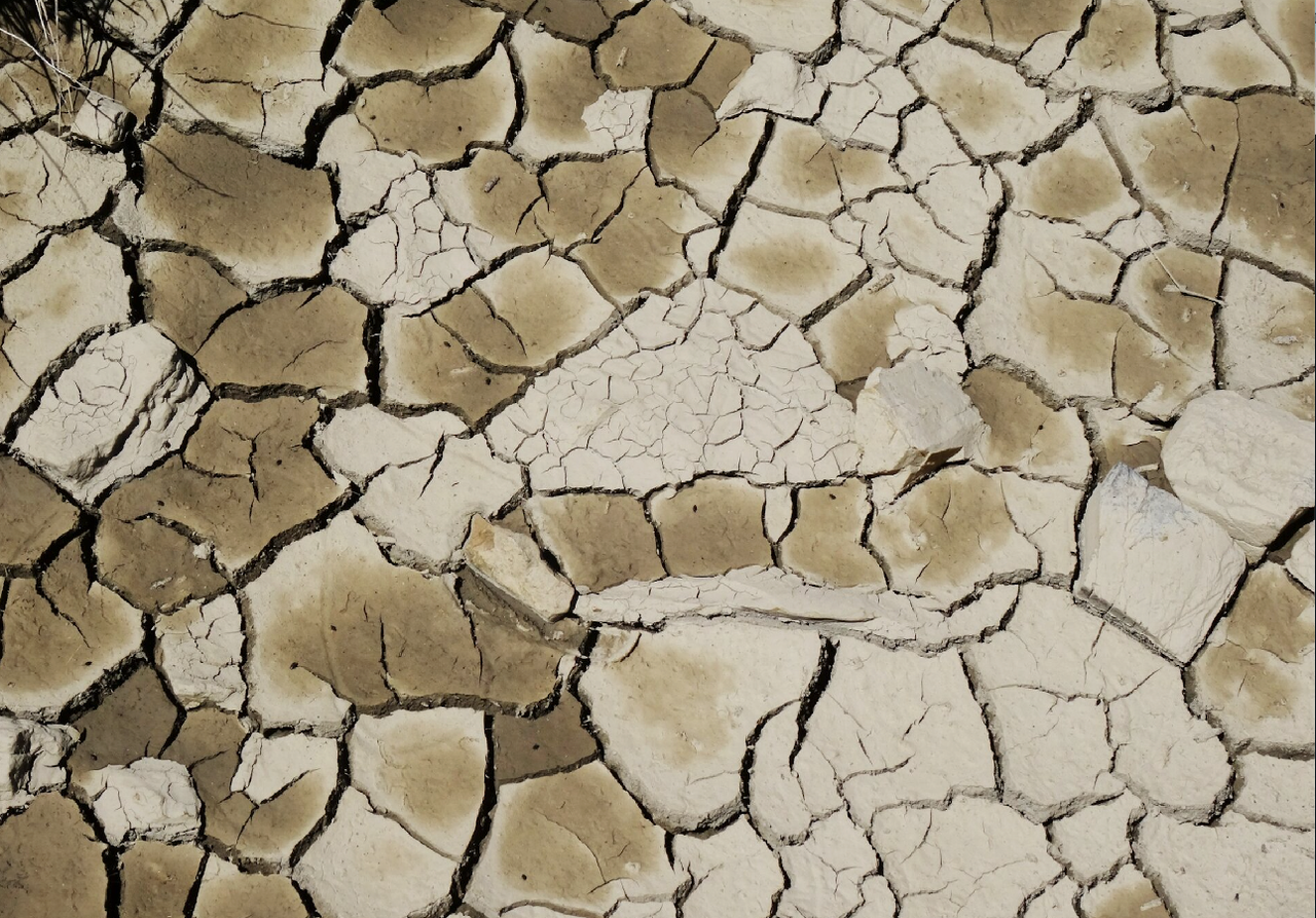 Le numerose ed intense ondate di calore nel 2023 hanno innescato episodi di siccità che hanno ridotto la capacità del suolo di assorbire CO2.