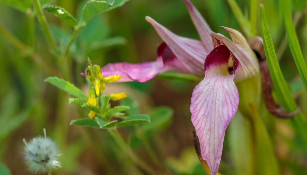 Tra le sue ricchezze naturali più preziose figurano le orchidee selvatiche (famiglia Orchidaceae), che in Sicilia raggiungono una diversità straordinaria e spesso unica. Eppure, per la maggior parte delle persone, anche tra gli amanti della natura, queste piante rimangono un tesoro nascosto.