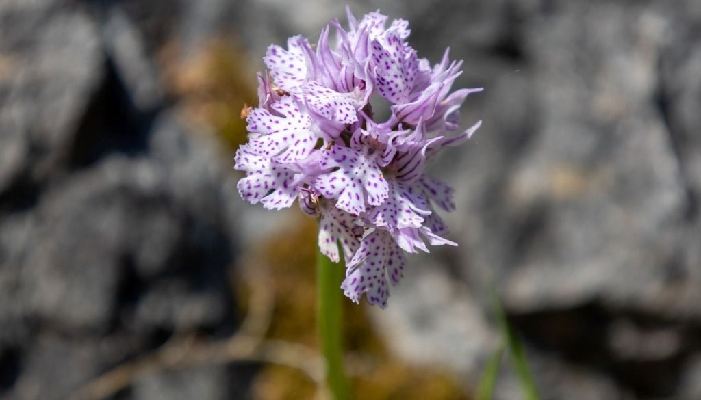 La frammentazione degli habitat dovuta a urbanizzazione, agricoltura intensiva, incendi e cambiamenti climatici le sta ulteriormente rendendo più rare. Molti esemplari oggi sono presenti solo lungo aree particolarmente impervie e poco battute dall’uomo.