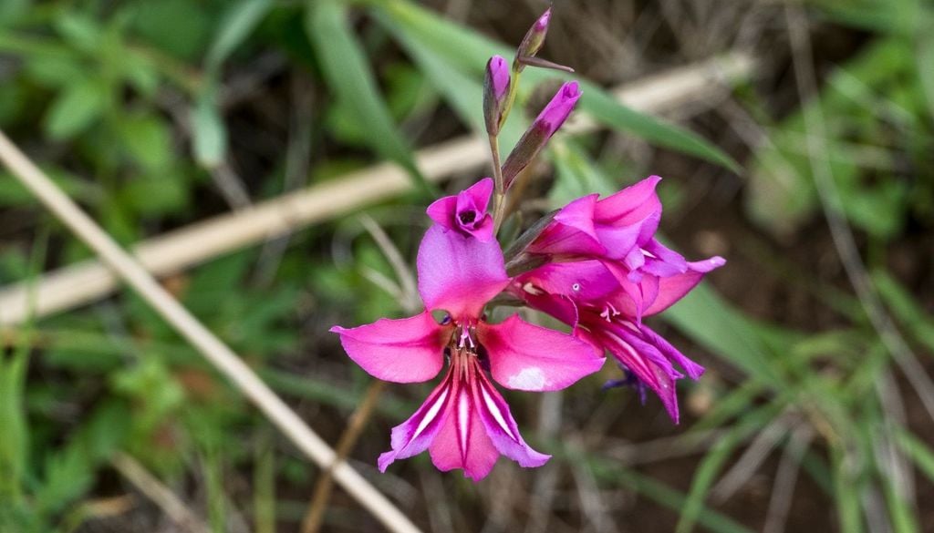 Le Ophrys (ofridi) rappresentano il capolavoro evolutivo, dato che i loro fiori imitano perfettamente femmine di insetti (api, bombi, vespe) nella forma, peluria, colore e feromoni. Questo inganno sessuale garantisce impollinazione specifica e riduce ibridazione.