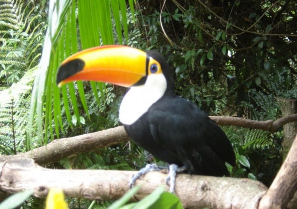 tucano