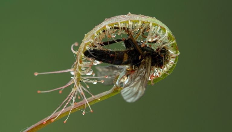 Pantas carn&iacute;voras: estas son las ingeniosas trampas que utilizan para atrapar insectos