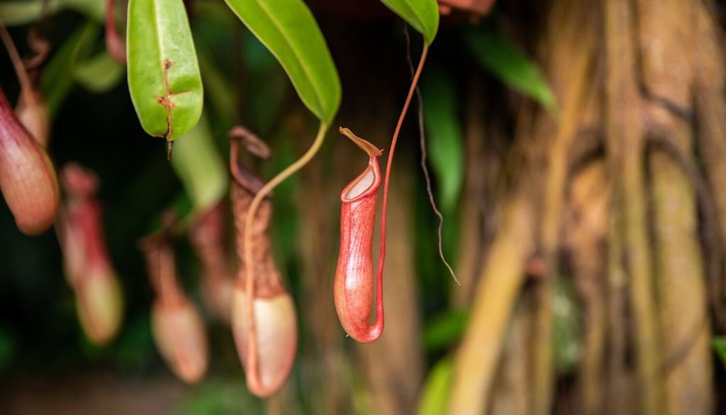 Ascide di Nepenthes: queste strutture specializzate sono foglie trasformate in trappole a forma di brocca, contenenti un liquido digestivo; gli insetti, attratti da nettare e colori vivaci, scivolano all’interno e vengono lentamente digeriti, permettendo alla pianta di assorbire preziosi nutrienti