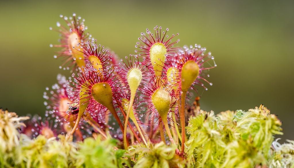 Drosera: le sue foglie sono ricoperte di tentacoli appiccicosi che brillano al sole come rugiada; gli insetti restano intrappolati e vengono lentamente avvolti e digeriti