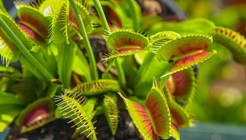 Dionaea muscipula (Venere acchiappamosche): le foglie a scatto si chiudono in pochi istanti quando un insetto tocca i peli sensoriali; una trappola rapidissima che si attiva solo dopo stimoli precisi