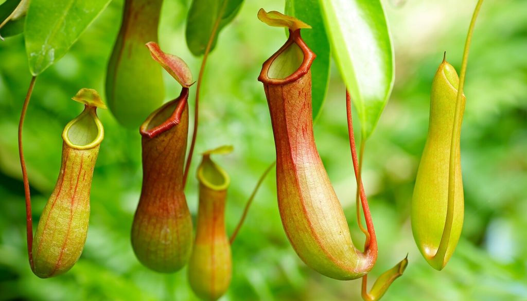 Nepenthes: gli ascidi producono nettare e colori vivaci per attirare le prede; alcune specie ospitano anche piccoli organismi, creando veri micro-ecosistemi