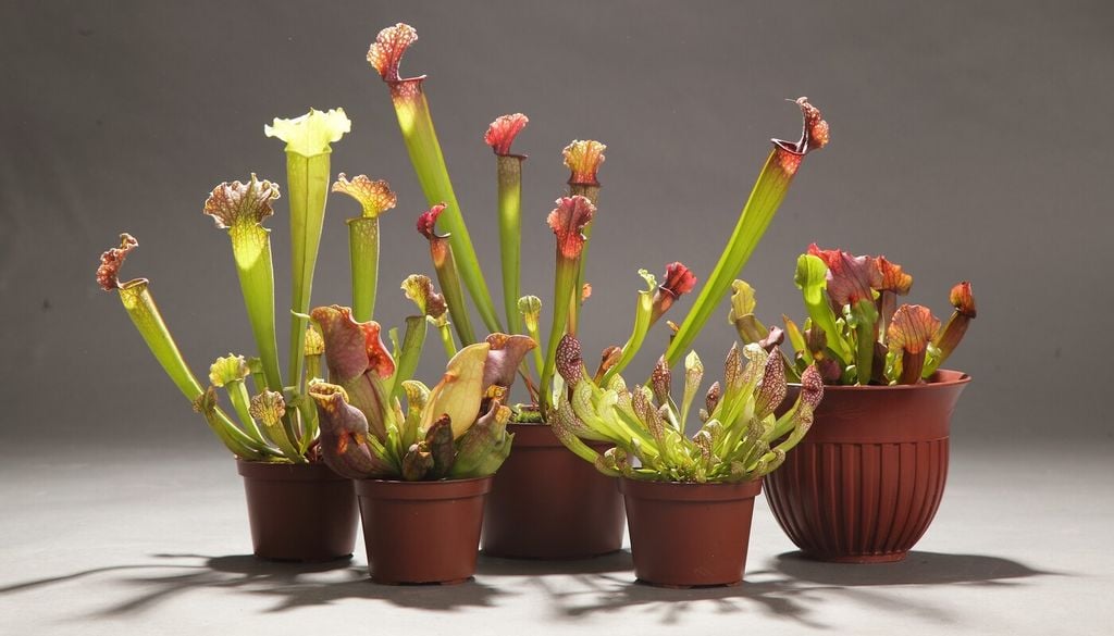 Sarracenia: le sue foglie tubolari fanno scivolare gli insetti verso il basso grazie a superfici lisce e cerose; all’interno, peli rivolti verso il basso impediscono alle prede di risalire e uscire