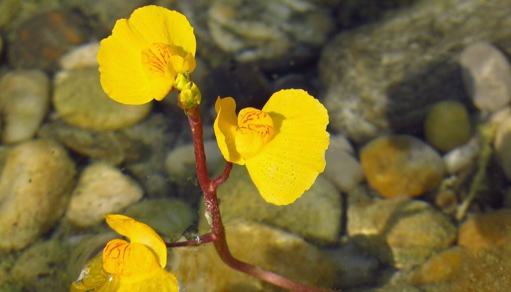 Utricularia: minuscole trappole acquatiche aspirano le prede con un meccanismo a risucchio; uno dei sistemi di cattura più veloci e sofisticati del mondo vegetale