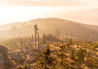 Le piogge acide: una minaccia del passato o ancora un problema?