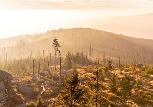 Le piogge acide: una minaccia del passato o ancora un problema?