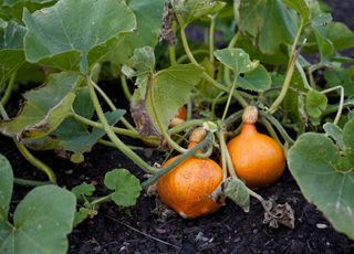 Le potager en septembre : qu'est-il encore possible de faire dans les jardins en France ? 