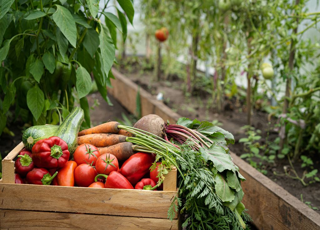 Les derniers légumes d'été sont à récolter début septembre. Si vous avez encore des épices comme les oignons, n'oubliez pas de les ramasser avant de les voir pourrir !