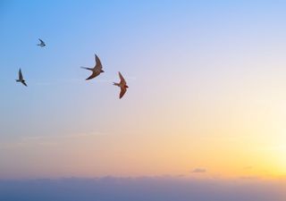 Le prime rondini solcano i cieli dell'Europa: la grande migrazione di primavera è sempre più vicina