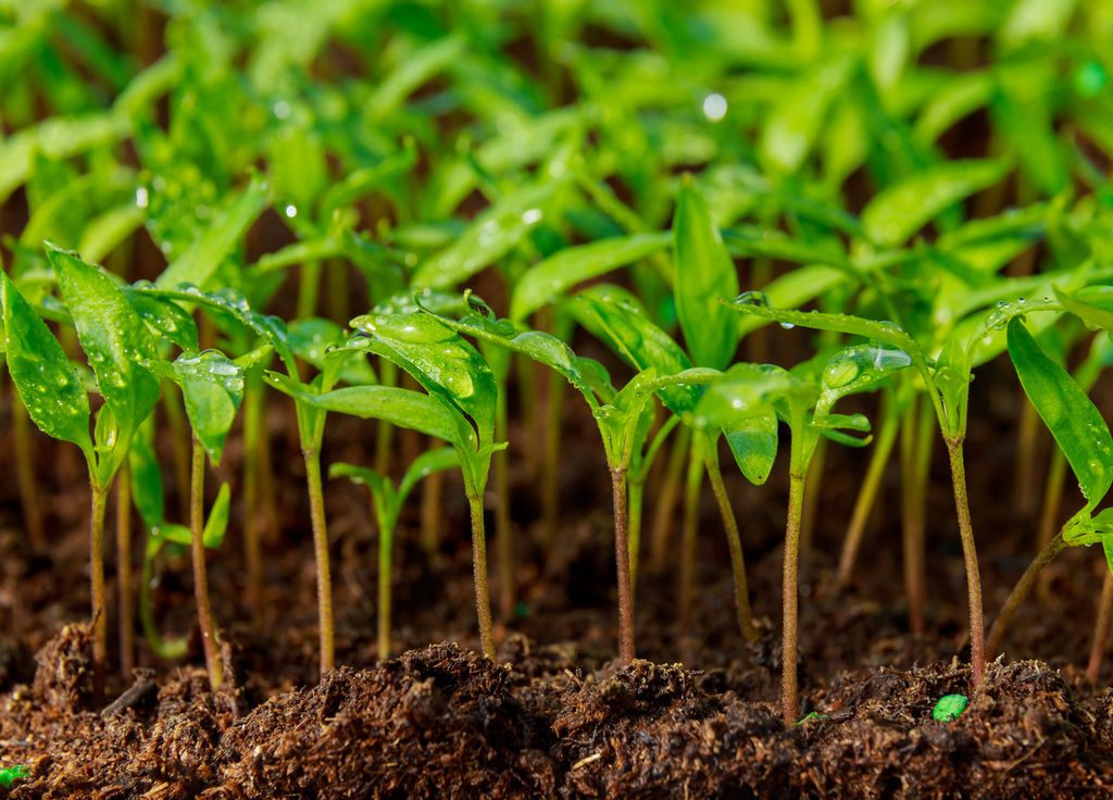 Ces jeunes pousses vont encore patienter quelques jours avant de pouvoir être repiquées dans un godet. Il faudra attendre leur 2ième et 3ième vraies feuilles.