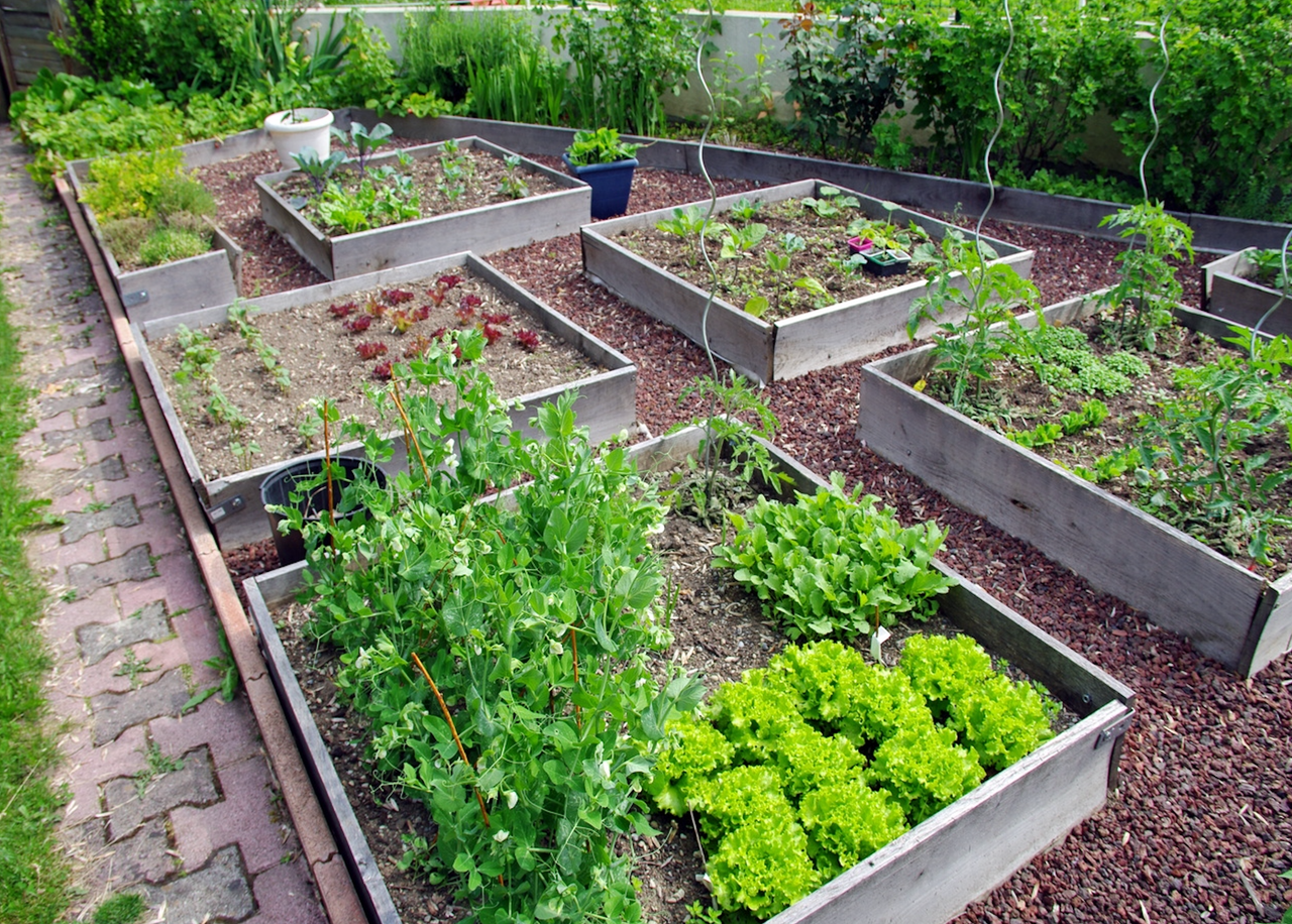 La culture en carrés potagers est une bonne idée mais attention à l'arrosage !