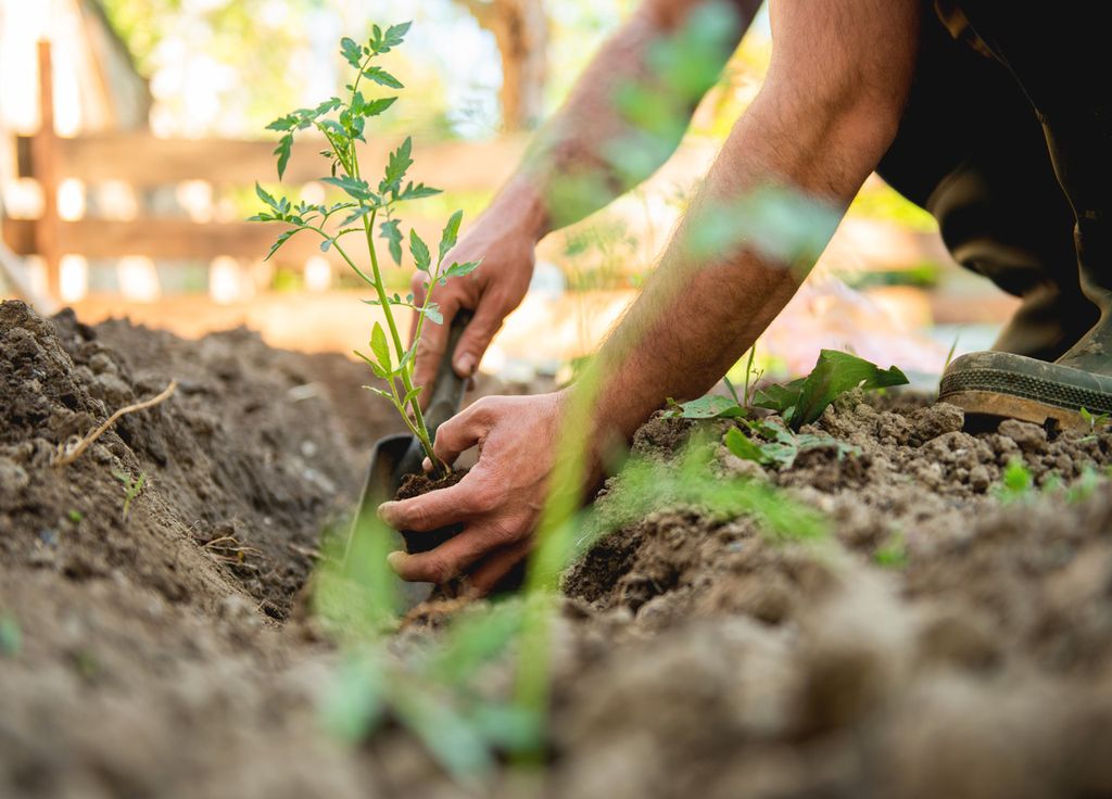 Bientôt la plantation des tomates en pleine terre sur la moitié nord !