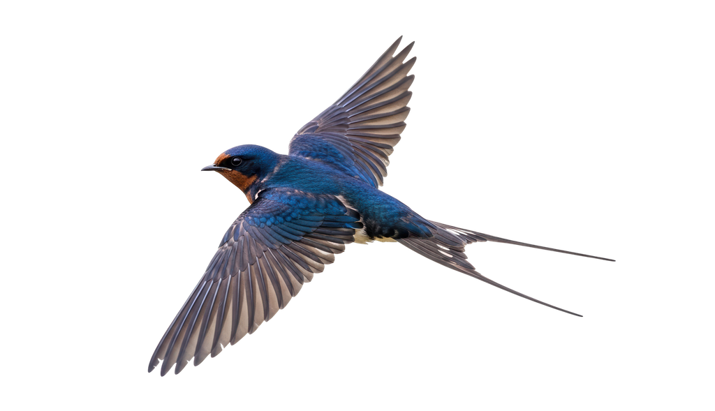 rondine comune Nella figura, il disegno di una rondine comune (Hirundo rustica)