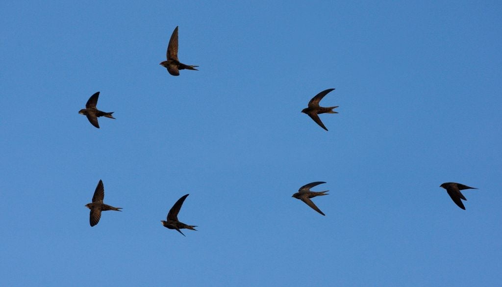 rondini Rondoni in volo.