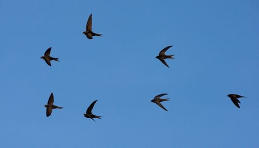 Le rondini stanno abbandonando l'Italia, &egrave; partita la grande migrazione: ecco dove vanno in autunno