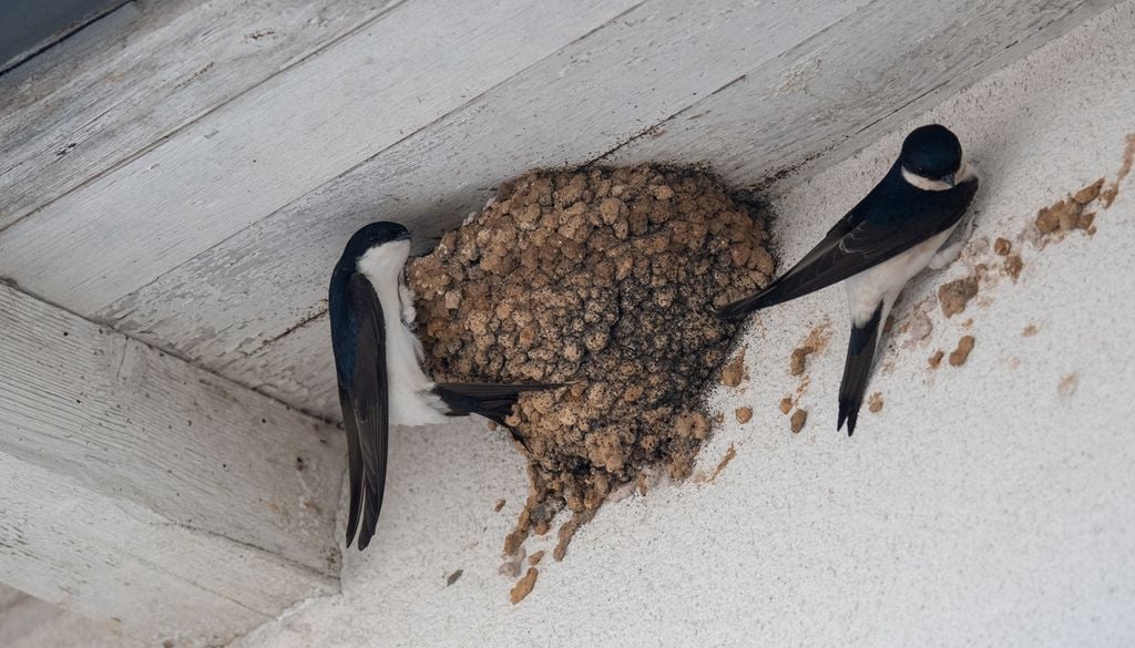 balestrucci Nidi di balestruccio sotto un tetto, un luogo scelto frequentemente da questi uccelli per nidificare.