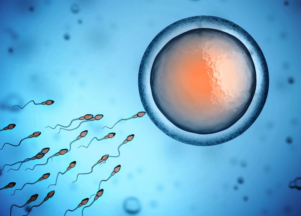 Ovule Fécondation Spermatozoide