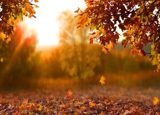 Le saviez-vous ? Pourquoi certaines feuilles tombent en automne et pas d'autres ?