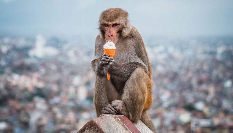 Le scimmie imparano a curarsi da sole e scoprono un rimedio naturale contro il mal di stomaco