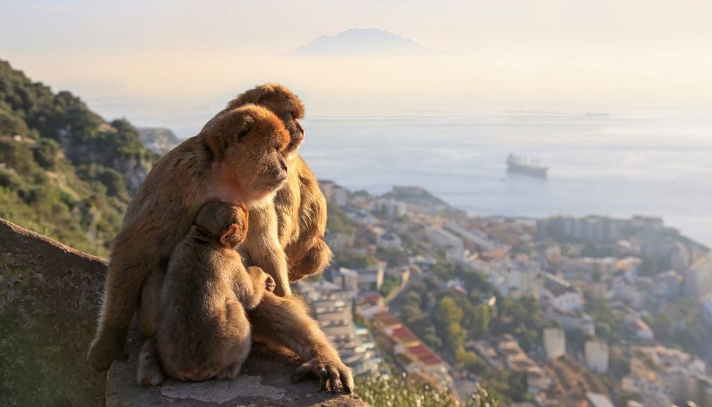 Una famiglia di macachi che vive libera a Gibilterra