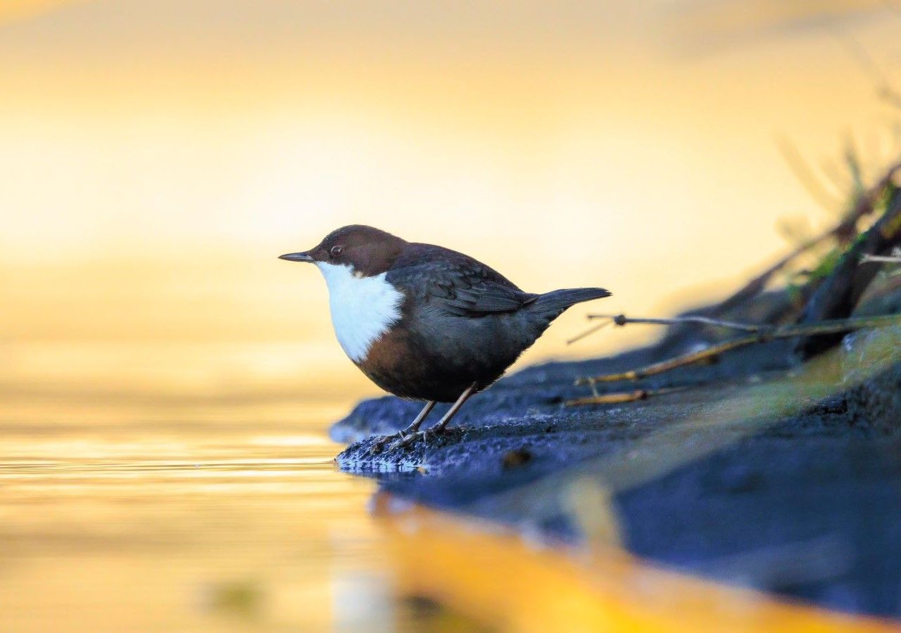 Un bellissimo esemplare di merlo acquaiolo lungo un corso d'acqua.
