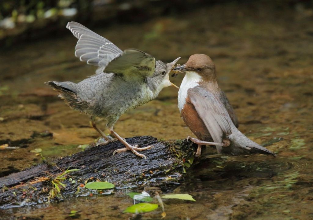 Merlo acquaiolo. Merlo acquaiolo.