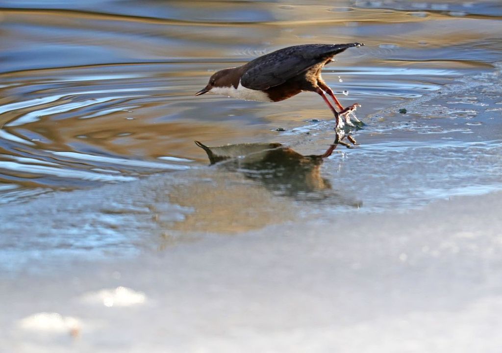 Merlo acquaiolo. Merlo acquaiolo.